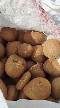 Kobbari Copra Process