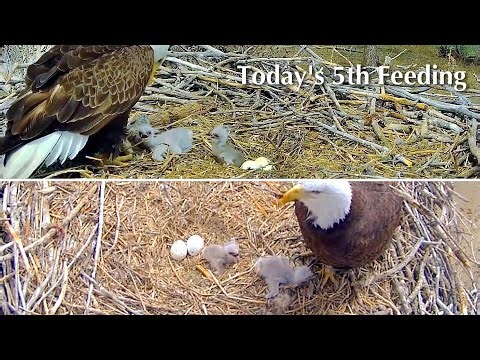 #52🦅FSV56🐥6°+FSV57🐥3°+🥚🥚／Fort St.Vrain Eagle Nest 2026／Ma💗Pa／Xcel Energy Fort St. Vrain Eagle Cam