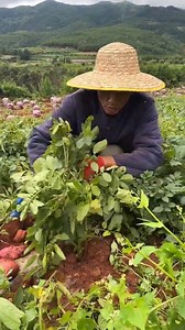 250K views · 475 reactions | Super remove red potato harvesting from farmers with rural farming life #2024 #rural #shorts #satisfying #farming #gardening #shorts #agriculture #modernfarmer #agriculture #agritools #farmlife #modernfarm #agriculturalmachinery #modernfarmer #modernfarming, #satisfying | Daimyo Shan | Facebook