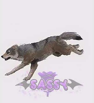 🌌•running with the wolves tonight•🐺