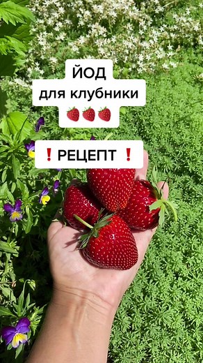 Health Benefits of Strawberries You Need to Know