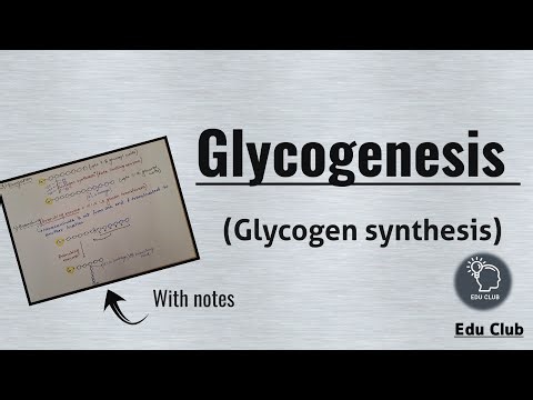 Glycogenesis | Glycogen Synthesis | Glycogen metabolism || Carbohydrate metabolism || Biochemistry