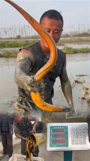 23 reactions | Catching Hidden Eels by Hand from Muddy Holes! #eelfishing #villagelife #fishing #fish #viral | Kawsaruzzaman Molla | Facebook