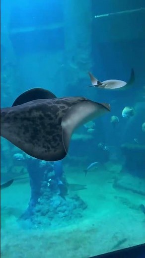 Adorable Stingray 🐟💖 | Gentle Ocean Glider😍😘🥰#shorts
