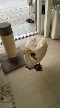 Лебеди заходят в дом. #Shorts