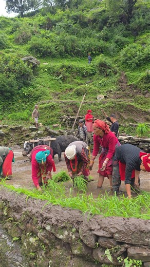 Traditional Paddy Farming with Oxen Hand Rice Planting in a Beautiful Himalayan Village #villagelife
