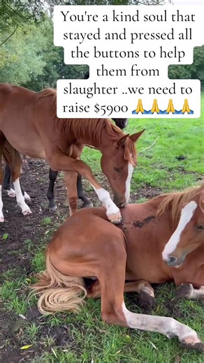 You're a kind soul that stayed and pressed all the buttons to help them from slaughter ..we need to raise $5900 🙏🙏🙏🙏