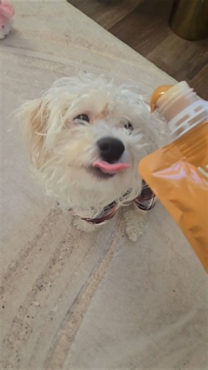 My first time trying peanut butter! #dog #funny #shorts #trending #pets