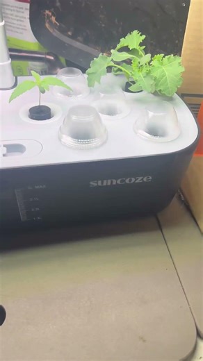 Cool little hydroponic set up just over 3 weeks ￼