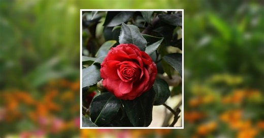 Kathy Terry Hamrick-Clark Obituary January 19, 2026 - Mathews Funeral Home