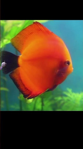 The Ultimate Guide To Discus Fish Care