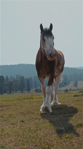 Ailen introduces us to the boys, Bold Eagle, Pendleton and Stetson.