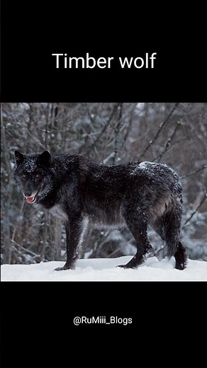 timber wolf (things that are way bigger than they actually seem