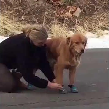 Dog with shoes try to walk - realy funny