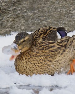 94K views · 854 reactions | Mallards can be so smart  | Viral Stories | Facebook