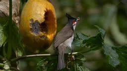 Red Whiskered Bulbul bird eating ripe papaya on tree