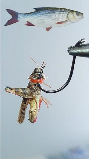✅🎣How to Rig Live Grasshopper WITHOUT Hurting It!