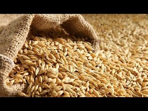 Complete barley cultivation, planting dates, fertilization, irrigation, care, watch the video
