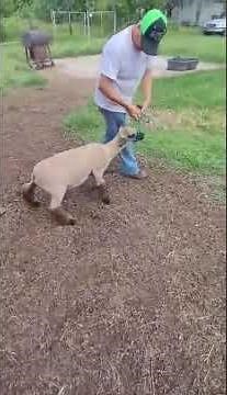 How to Halter Break Your Lambs (and Why You Should)