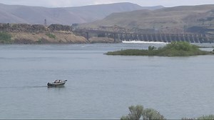 Angling for predatory fish on the Columbia River earns some fishers a decent living