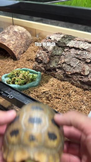 Blyth's New Home: Setting Up a Double Door Terrarium