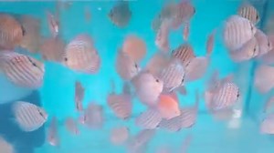 2.9K views · 36 reactions | All Discus-siner fish are based on ROYAL...