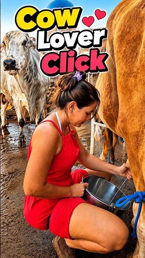 Cow Lover ❤️🐄 Click & Watch! | Cute Cows, Fresh Milk & Beautiful Farm Life | Maria Vlogs #cowfarming