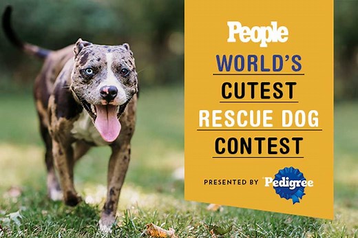 The World's Cutest Rescue Dog Contest Is Looking for Its Next Adorable Adopted Winner — Enter Now!