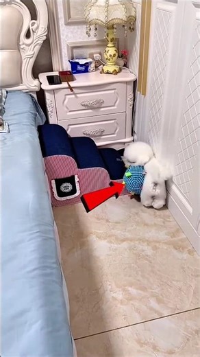 When My Puppy Forgets the Ball Exists… 🐶😂! #shorts #funny #puppy