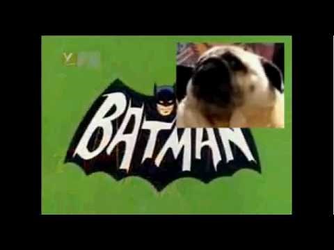 Pug Says Batman