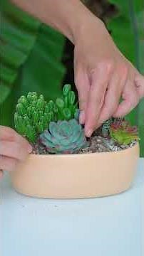 DIY Succulent Arrangement: Amazing Ideas for Your Home Garden Plants | 다육이 | 多肉植物