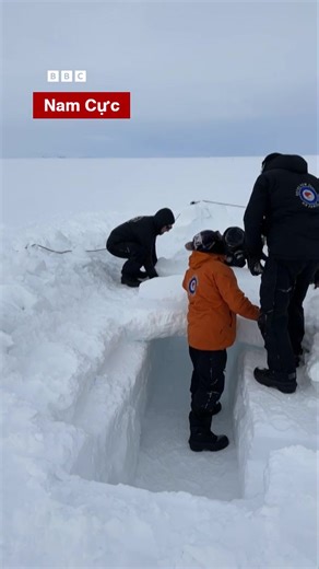 CHIM CÁNH CỤT NAM CỰC THAM GIA HUẤN LUYỆN QUÂN SỰ Ở NEW ZEALAND | BBC News Tiếng Việt