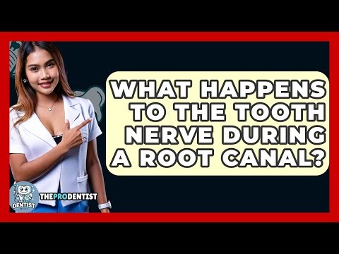 What Happens To The Tooth Nerve During A Root Canal? - The Pro Dentist