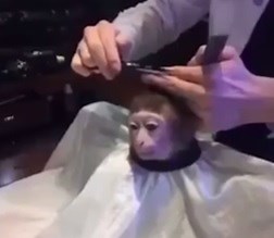 O meme do macaco cortando cabelo meio que explica o Brasil