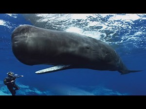 1.9M views · 9.3K reactions | "The whales will turn around and welcome you into the pod," author James Nestor describes how Sperm whale react to Free diving humans and shows footage & sound of these amazing creatures. Watch his full talk: theinterval.org/salon-talks/02014/oct/08/humanity-and-deep-ocean | The Long Now Foundation | Facebook