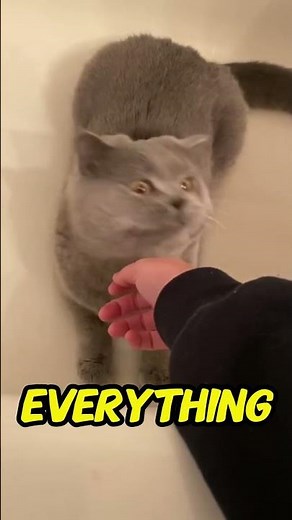 Do Cats Get Their Periods? (The Truth Will Shock You)