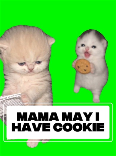 @meowtakeover bring this sharp comedy side as one small kitten beg in mama for cookie, but mama cat tell am say