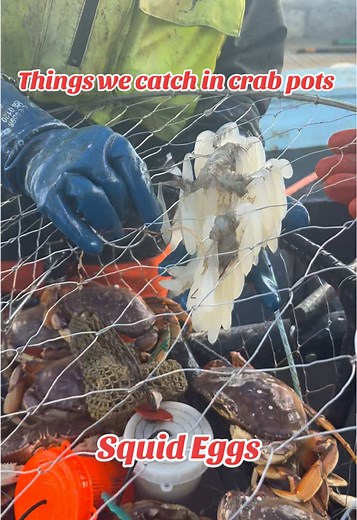 Discovering Squid Eggs in Crab Pots - Episode 2