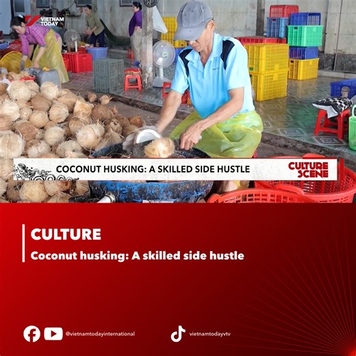 In the Mekong Delta, coconut husking is more than a job, it’s a way of life shaped by strength, skill, and tradition. With practiced hands and the trusted “nầm” tool, generations of women keep this humble craft alive. #vietnamtoday #yourwindowonvietnam #vtv #MekongDelta #CoconutHusking #DailyLifeVietnam #WomenAtWork #TraditionalCraft | Vietnam Today