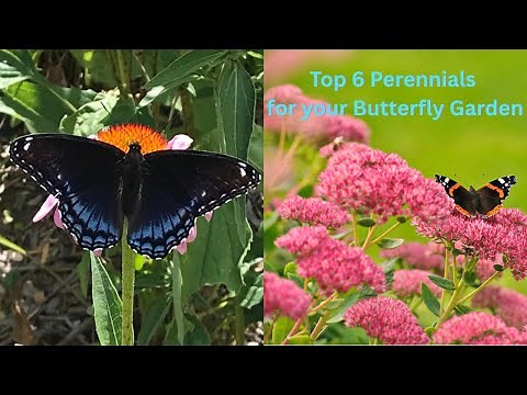 Top 6 Perennials for your Butterfly Garden
