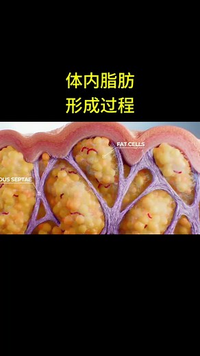 体内的脂肪是怎么形成的？你吃的不多为什么还是胖？ #脂肪 #涨知识 #foryou #fyp #tiktoksgviral #科普研究所 #科普 #健康生活 #健康