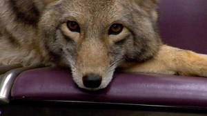 Modest Mouse Release Adorable "Coyotes" Video