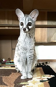 Bizarre Cat-like Creature Baffles the Internet As No One Knows Its Species