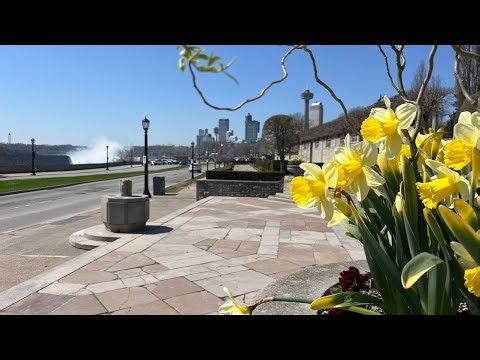 LIVE 💚 Beautiful Spring Day In Niagara Falls -Looking For Blossoms 🌸🌷