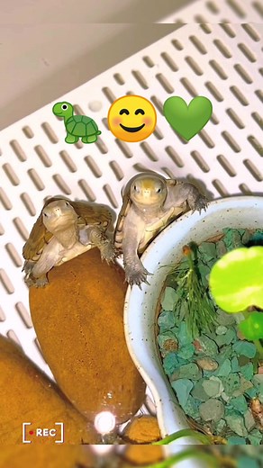 Smiling Turtles: Meet Mauremys Mutica and Tortugas!