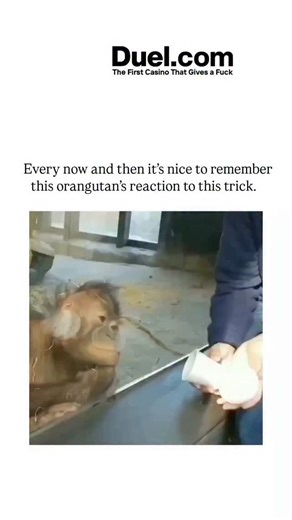 galaxy_decodee on Instagram: "This post revives a 2015 viral video from Barcelona Zoo, where an orangutan erupts in laughter and rolls on the floor after a magician makes a ball vanish from a cup, showcasing the ape's unfiltered joy and surprise. The trick exploits a classic cup-and-ball illusion, triggering a "violation of expectation" response that mirrors cognitive tests in human infants, as explored in developmental psychology studies like Piaget's object permanence experiments. With over 44
