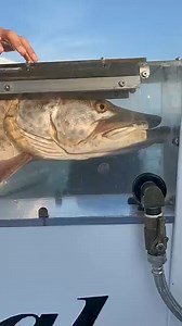 "How to Revive a Huge Musky#fish #fishing #fisherman #fishinglife #fisheye #fishingtrip #fishporn #fishtank #fishon #fishnets #fishingislife #fishin #fishingdaily #fishbowlslime #fishandchips #fishingboat | MAMA Movie 14M
