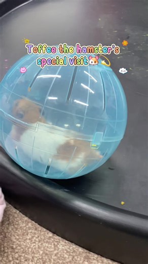 A very special visitor at A2Z… Toffee the hamster 🐹🤍 The children loved learning about how to care for small animals, being gentle, and understanding responsibility. Moments like this help build empathy, confidence and curiosity about the world around them. Learning goes beyond the classroom at A2Z 🌿 📍 A2Z Learning Centre – Bradford #childcare #fyppp #nurseryfun #hamster #animals