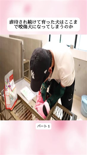 虐待から救出された犬とその後のケアについて