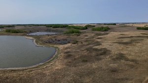 Native Prairie Wool. Look what rest can do for it. 🤠👍 But now it needs animal impact. 🐂🐃🫏💩🐦🐦‍⬛🦋🐛🐜🐝🪲🐞🕷🪰🪱🦠🌿☘️🌱🌲 | Greener Pastures Ranching